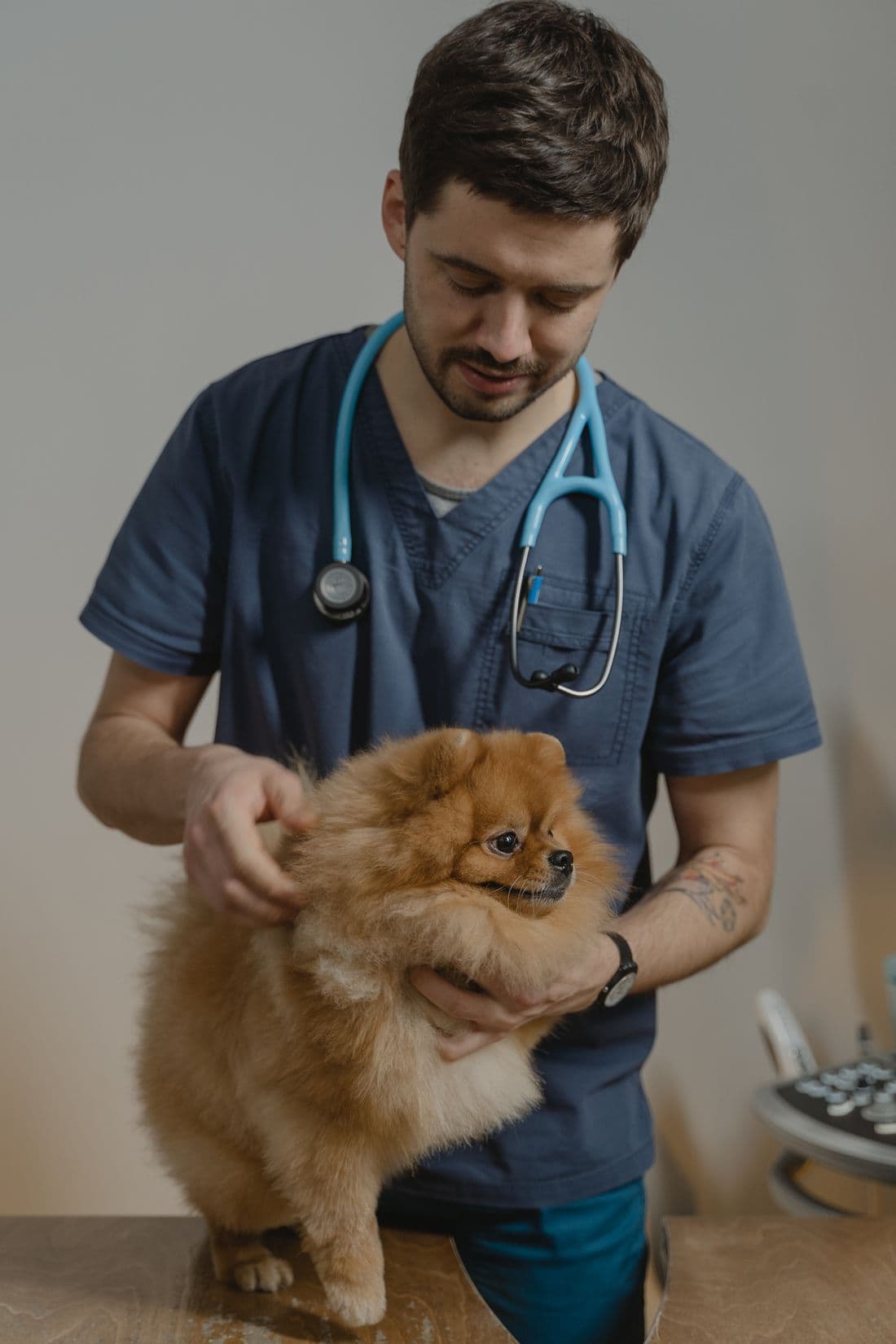 Veterinario revisando a un perro en consulta